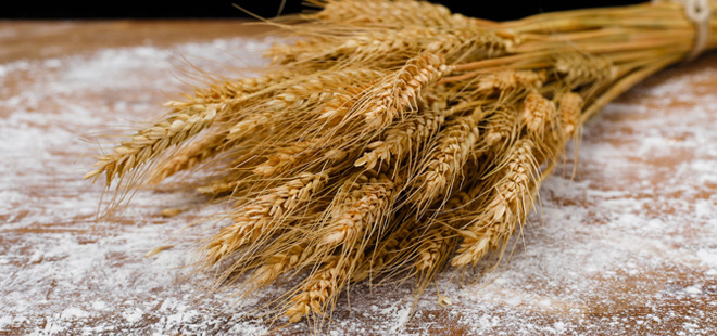 国内小麦收购略有增速 市场价陷政策“天花板”效应
